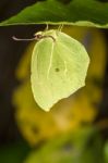 Gonepteryx Cleopatra  Butterfly Insect Stock Photo