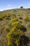 Algarve Countryside Hills With Yellow Bushes In Spring Stock Photo