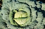 Cabbage On A Field Stock Photo