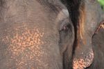 Close Up Of Elephants Face Stock Photo