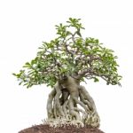 Bonsai Tree On White Stock Photo