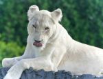 Isolated Photo Of A White Lion Looking At Camera Stock Photo