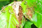 Red Ant In Ant Nest Made From Green Leaves Stock Photo