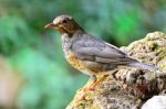 Female Japanese Thrush Stock Photo