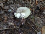 Collection And Preparation Of Autumn Edible Mushrooms  Stock Photo