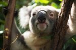 Koala By Itself In A Tree Stock Photo