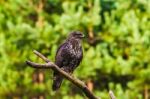 Common Buzzard (buteo Buteo) In A Forest Stock Photo