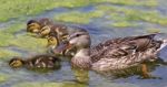 Beautiful Mother-duck With The Chicks Stock Photo