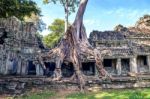 Trees Growing Out Of Ta Prohm Temple, Angkor Wat In Cambodia Stock Photo