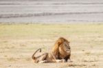 Lion  In Serengeti Stock Photo