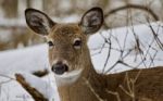 Beautiful Portrait Of A Wild Deer In The Snowy Forest Stock Photo