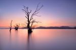 Mangrove Trees Stock Photo