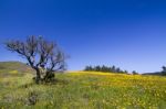 Hill Of Yellow Marigold Flowers Stock Photo