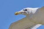 White Seagull In Flight Stock Photo