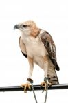 Portrait Of Beauty Hawk ,changeable Hawk Eagle (nisaetus Limnaeetus) Stock Photo