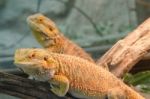 Central Bearded Dragon (pogona Vitticeps) Stock Photo