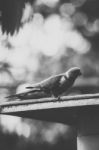 Rainbow Lorikeet Stock Photo