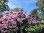 Nature And Flowers In The Park Stock Photo