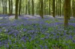 Bluebells In Wepham Woods Stock Photo