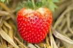 Strawberries Stock Photo