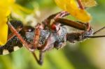 Assassin Bug (rhynocoris Cuspidatus) Stock Photo