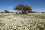 Spring Landscape In Alentejo Stock Photo