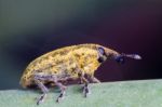 Weevil Bug (lixus Acicularis) Stock Photo