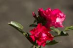 Soft Pink Desert Rose Flowers Stock Photo