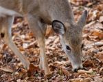 Beautiful Picture With A Cute Deer In The Forest Stock Photo