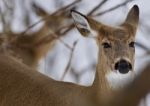 Beautiful Isolated Photo With A Cute Wild Deer In The Forest Stock Photo