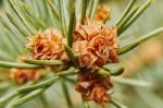 Emerging Pine Cone Stock Photo