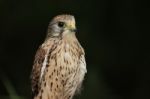 Close Up Of Kestrel Stock Photo