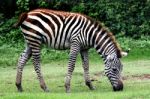 Zebra Stock Photo