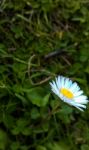 Lone Daisy Stock Photo