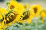 Sunflowers Stock Photo