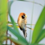 Spot-breasted Parrotbill Stock Photo