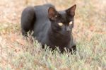 Black Cat Playing Outdoor Stock Photo