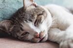 Thai Cat Sleeping In Garden Home Stock Photo