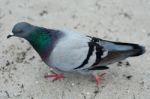 Pigeon On A Beach Sand Stock Photo