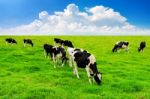 Cows On A Green Field And Blue Sky Stock Photo