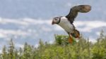 Puffin Fratercula Arctica Stock Photo