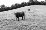 Country Cows Stock Photo