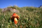 Toadstool Stock Photo