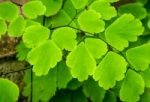 Freshness Adiantum, Black Leaf Stalk Fern Stock Photo