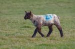 Brown Lamb At Home On The South Downs In Sussex Stock Photo