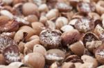 Betel Nut Or Areca But Background, Selective Focus Stock Photo