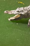 Crocodile Head With Open Jaws Closeup Stock Photo