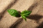 Plant In Sand Stock Photo