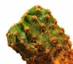 Cactus Stock Photo