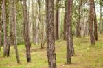 Pine Forest Stock Photo